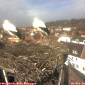 12_25-nest.jpg