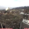 12_35-nest.jpg