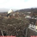 12_40-nest.jpg