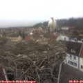 12_50-nest.jpg