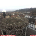 13_05-nest.jpg