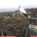 13_10-nest.jpg