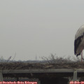 13_15-mast.jpg
