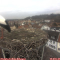 13_20-nest.jpg