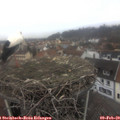 13_30-nest.jpg