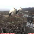 13_45-nest.jpg
