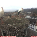 13_50-nest.jpg