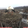 13_55-nest.jpg