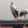 14_00-mast.jpg