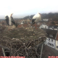 14_00-nest.jpg
