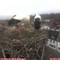 14_05-nest.jpg
