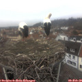 14_10-nest.jpg