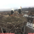 14_15-nest.jpg