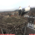 14_20-nest.jpg