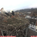 14_25-nest.jpg