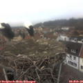 14_35-nest.jpg