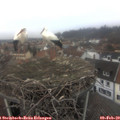 14_45-nest.jpg