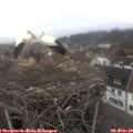 14_50-nest.jpg