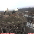 14_55-nest.jpg