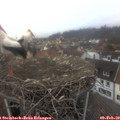 15_05-nest.jpg