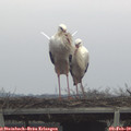 15_10-mast.jpg