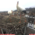 15_15-nest.jpg