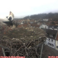 15_20-nest.jpg