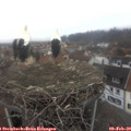 15_25-nest.jpg