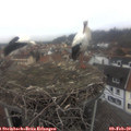 15_35-nest.jpg