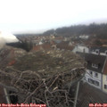 16_00-nest.jpg