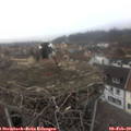 16_25-nest.jpg