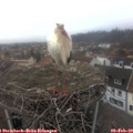 16_30-nest.jpg