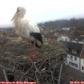 16_35-nest.jpg