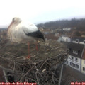 16_40-nest.jpg