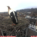 16_50-nest.jpg