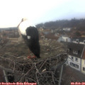 16_55-nest.jpg