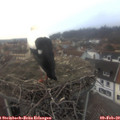 17_00-nest.jpg