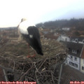 17_05-nest.jpg