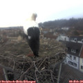 17_10-nest.jpg