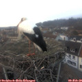 17_20-nest.jpg