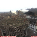 07_50-nest.jpg