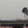07_55-mast.jpg