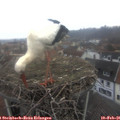 07_55-nest.jpg
