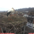08_00-nest.jpg