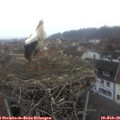 08_05-nest.jpg
