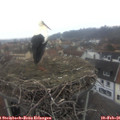 08_10-nest.jpg
