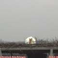 08_25-mast.jpg