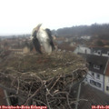 08_30-nest.jpg