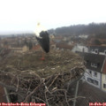 08_35-nest.jpg