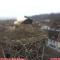 08_45-nest.jpg